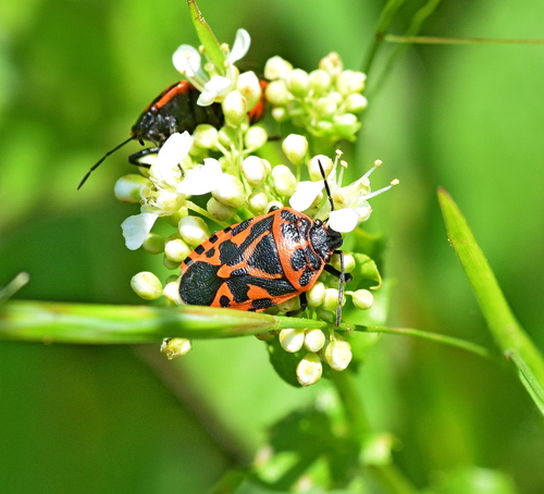 Cruciferous bug photo 5