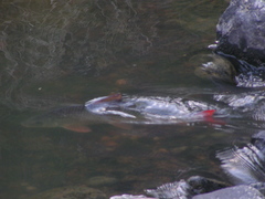 Moxostoma macrolepidotum