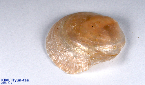 Anomiidae