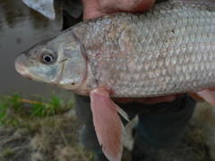 Moxostoma macrolepidotum