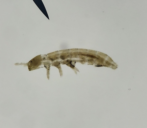 Representative image of Folsomides