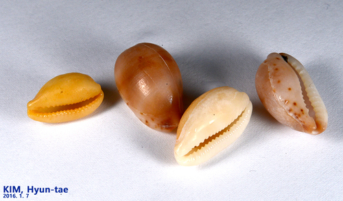 Palmadusta artuffeli