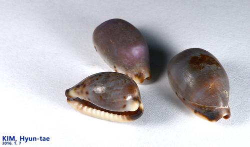 Purpuradusta gracilis