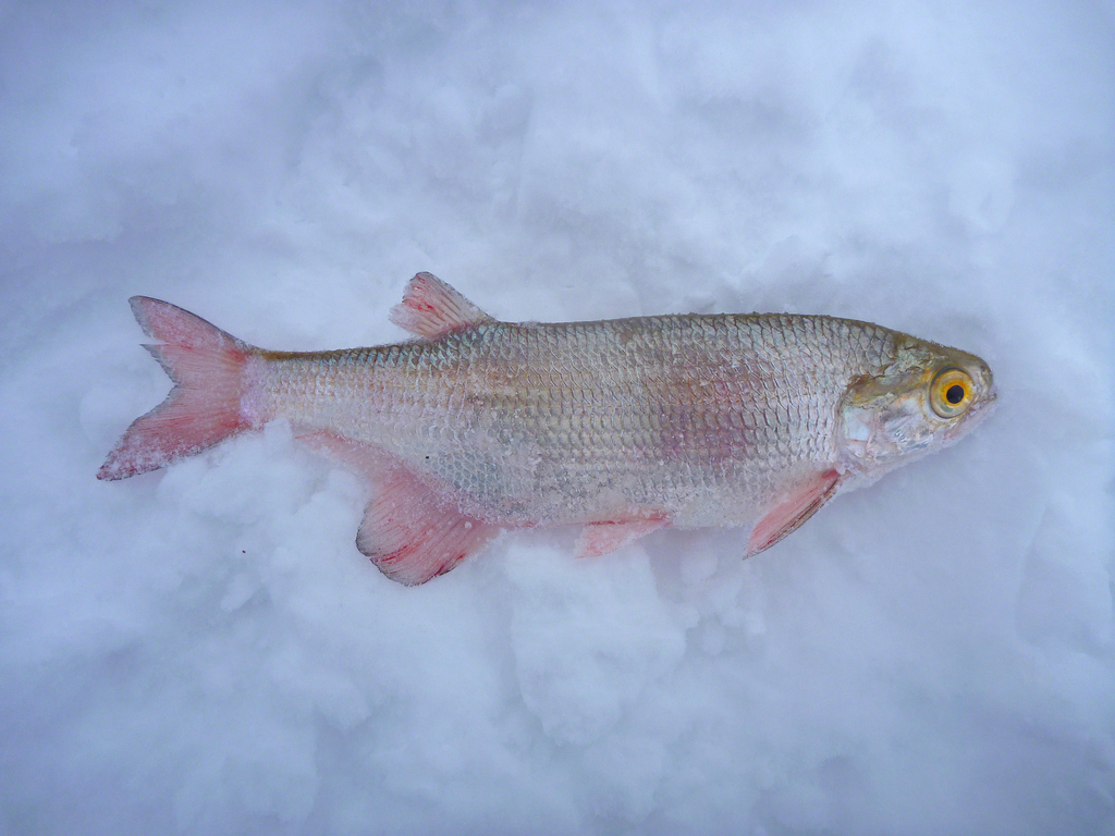 Goudoog (Hiodon alosoides) — Hiodontidae