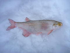 Hiodon alosoides
