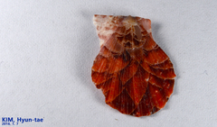 Image of Scaeochlamys lemniscata