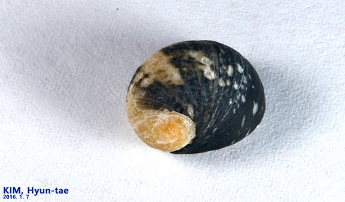 Nerita japonica
