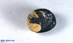 Nerita japonica image