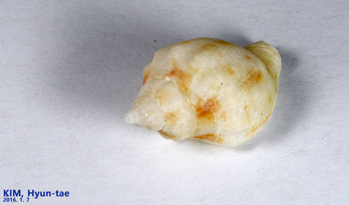 Siphonalia cassidariaeformis