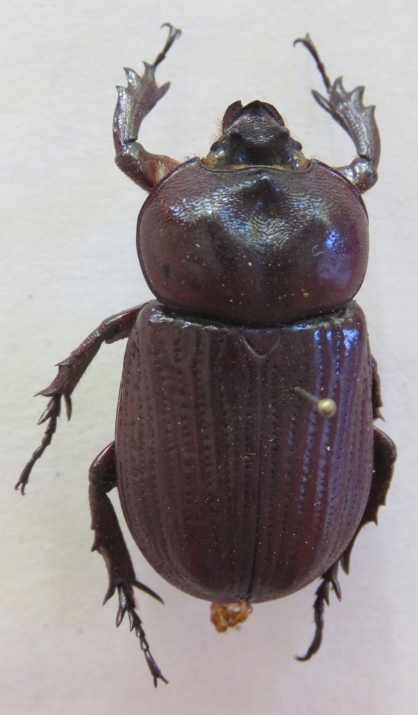 Phileurus carinatus
