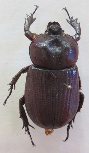 Phileurus carinatus