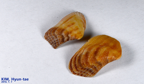 Lamarcka avellana
