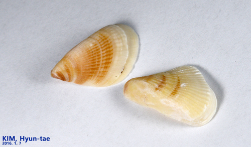 Mytilisepta keenae