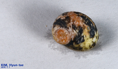 Nerita japonica image