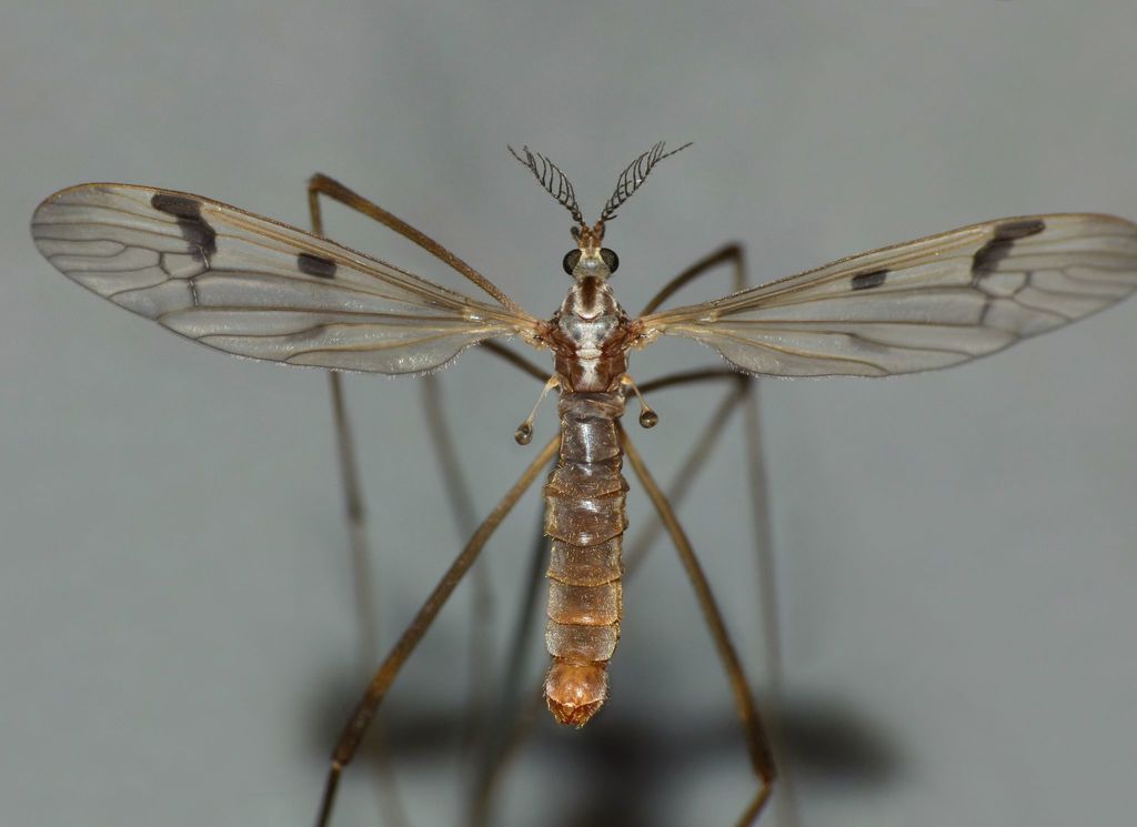 Gynoplistia glauca