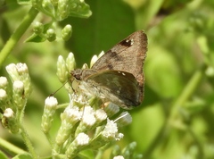 Arteurotia tractipennis