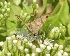Arteurotia tractipennis