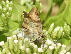 Arteurotia tractipennis