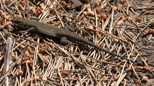 East Iberian Psammodromus, El Palmar, València, Valencia, Spain, photo 9 of 10