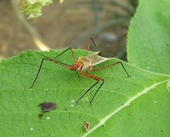 Zelus grassans