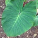 Elephant Ears - Photo (c) stu_pidface, some rights reserved (CC BY-NC), uploaded by stu_pidface