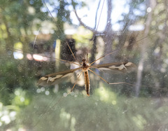 Leptotarsus alexanderi