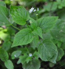 Circaea alpina pacifica