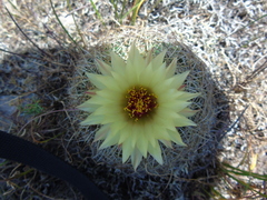Coryphantha retusa