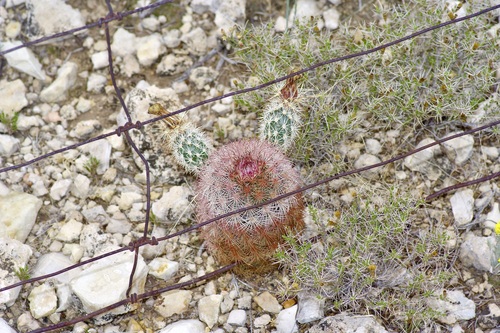 Echinocereus dasyacanthus