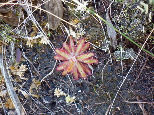 Drosera latifolia