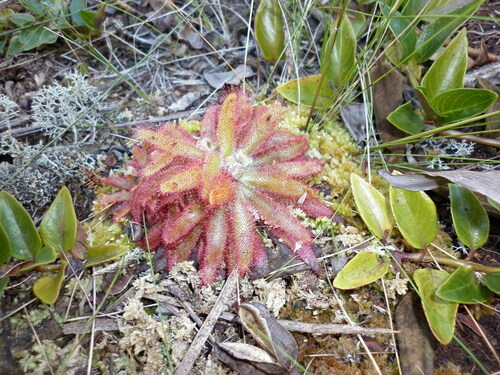 Drosera latifolia