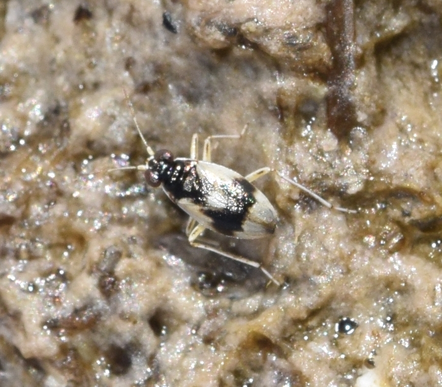 Halosalda halophila from Almería, España on May 31, 2023 at 1146 AM by