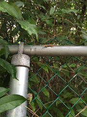 Anolis smaragdinus