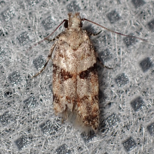 Palo Verde webworm photo 5