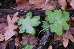 Hydrophyllum canadense