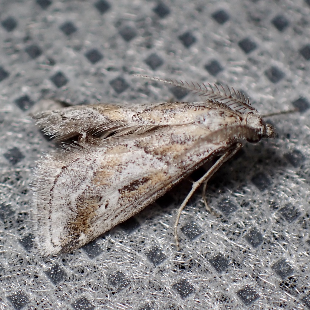 Decaturia pectinalis