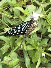 Ideopsis similis persimilis