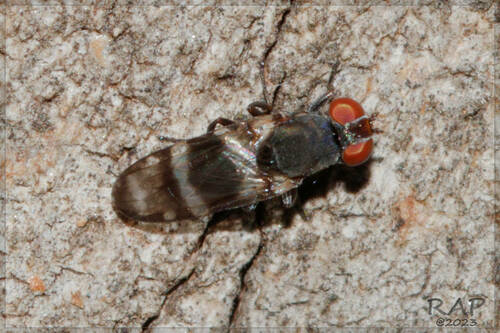 Euxesta eluta photo 4