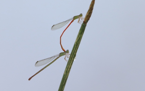 Green-fronted Citril