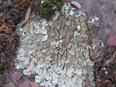 Xanthoparmelia lineola