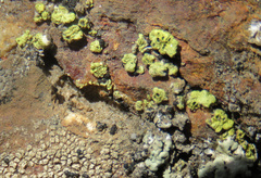 Acarospora schleicheri