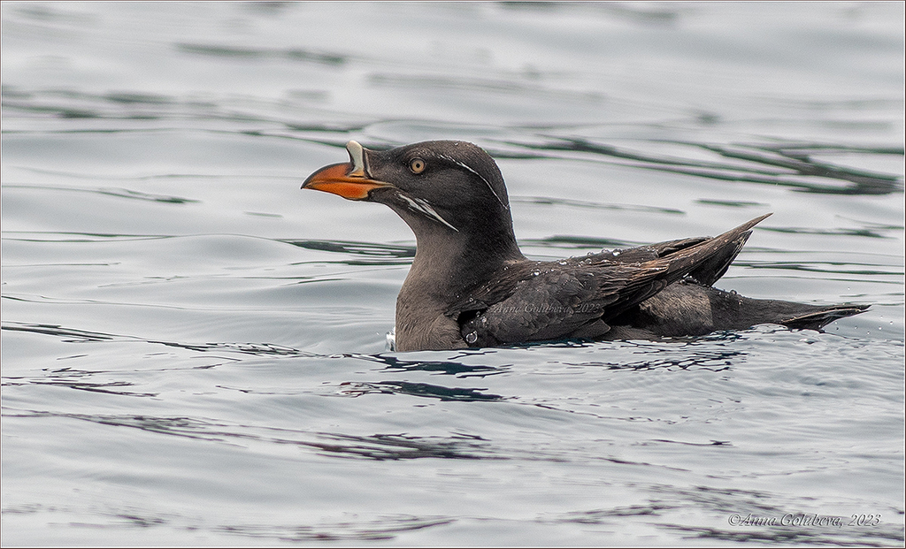Rhinoceros Auklet