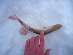 Hiodon alosoides