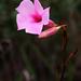 Mandevilla pohliana - Photo (c) Mauricio Mercadante，保留部份權利CC BY-NC-SA