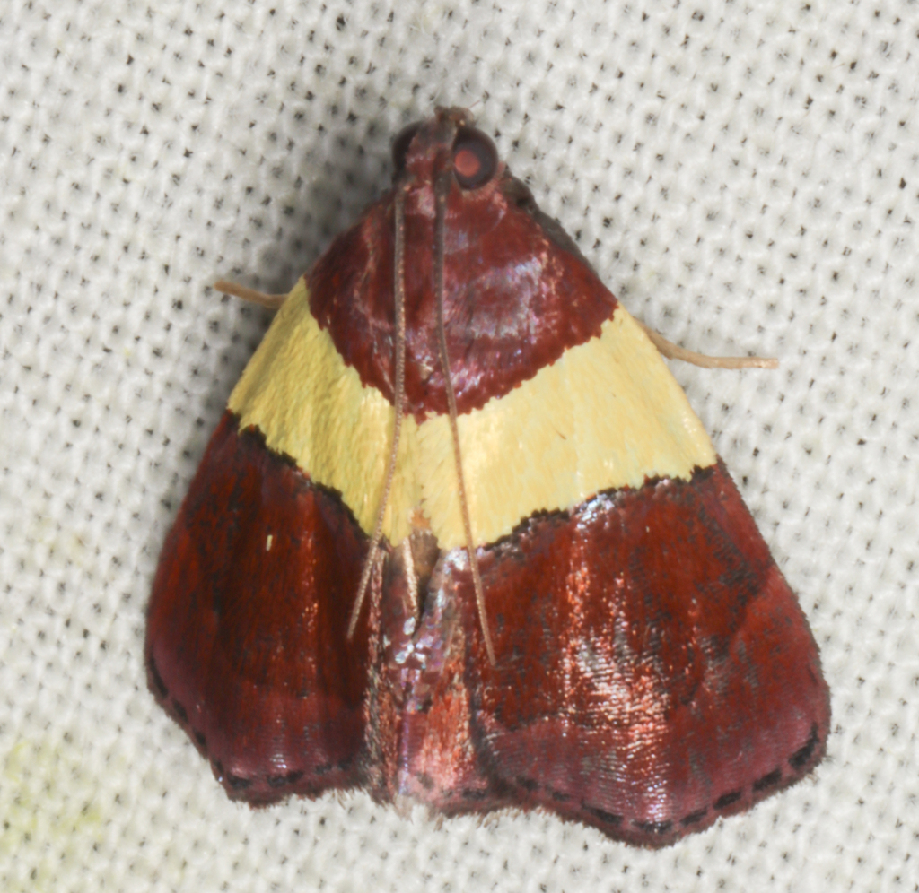 Lophopleura rectifascia