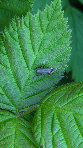 Grey Sailor Beetle, Noordwijk, Nederland, photo 10 of 10