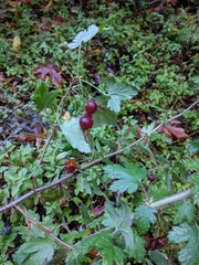 Ribes menziesii