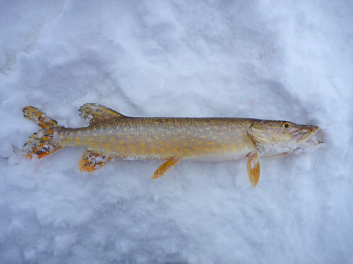 Northern pike (Esox lucius) — Esocidae — 4