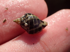 Acanthinucella paucilirata