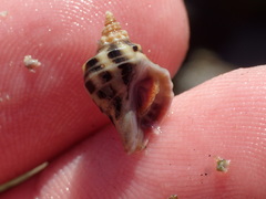 Acanthinucella paucilirata